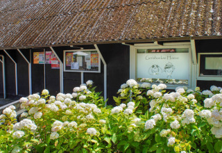 Blomstrende hvide hortensiaer foran en sort træbygning i Camping Gorishoek, Zeeland, Holland.