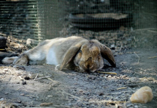 A brown rabbit relaxing on dirt inside an enclosure at Camping Gorishoek, a holiday park in Zeeland, Netherlands.