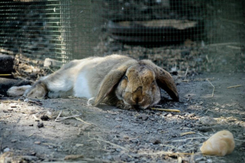 Un lapin brun se repose dans un enclos à Camping Gorishoek, un parc de vacances populaire en Zélande, Pays-Bas.