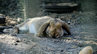 Ein braunes Kaninchen liegt entspannt im Gehege in Camping Gorishoek, einem Ferienpark in Zeeland, Niederlande.