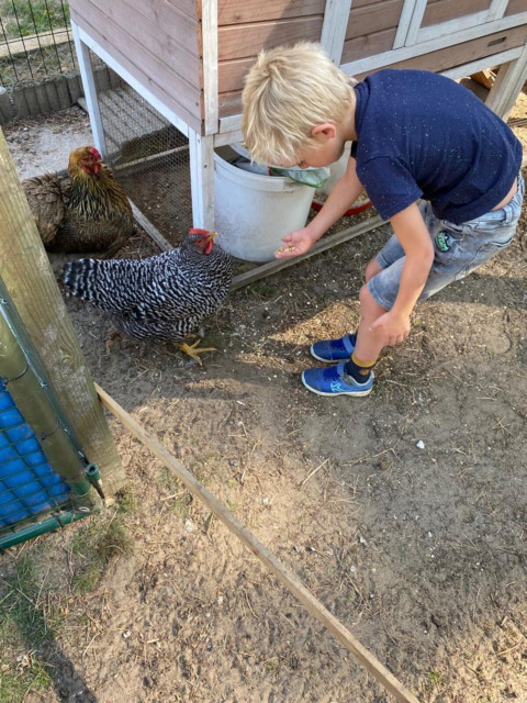 Niño alimenta gallinas junto a un gallinero en Camping het Swinnenbos, parque vacacional en Brabante Flamenco, Bélgica.