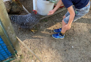 Ragazzo che dà da mangiare alle galline vicino a un pollaio al Camping het Swinnenbos, parco vacanze in Brabante Fiammingo, Belgio.