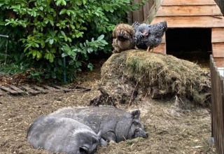 Two pigs are resting in an enclosure as two chickens perch on a hay mound near a wooden hut in greenery.