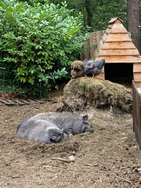 Two pigs are resting in an enclosure as two chickens perch on a hay mound near a wooden hut in greenery.