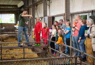 Familier og børn lærer om gårddyr under en rundvisning på FarmCamps Mariekerke, Zeeland, Holland.