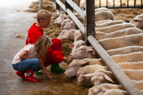 Zwei Kinder füttern Schafe in einem Stall, ein Highlight im FarmCamps Mariekerke Ferienpark in Zeeland, Niederlande.