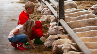Dos niños alimentan ovejas en un establo, un destacado de FarmCamps Mariekerke en Zeeland, Países Bajos.
