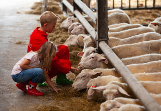 Deux enfants nourrissent des moutons dans une étable, moment fort du FarmCamps Mariekerke à Zeeland, Pays-Bas.
