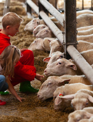 Dos niños alimentan ovejas en un establo, un destacado de FarmCamps Mariekerke en Zeeland, Países Bajos.