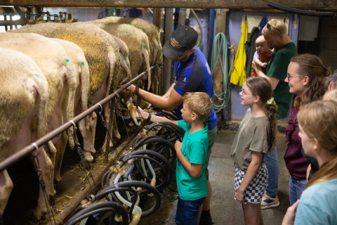 Kinderen en volwassenen leren schapen melken op FarmCamps Mariekerke in Zeeland, Nederland, tijdens een rondleiding.