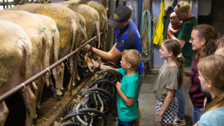 Niños y adultos aprenden a ordeñar ovejas en FarmCamps Mariekerke en Zelanda, Países Bajos, durante una visita.