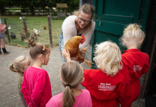 Niños conocen una gallina junto a un adulto en FarmCamps Mariekerke, un parque vacacional en Zeeland.