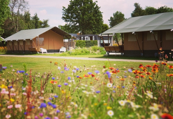 Tienda safari con baño junto a un prado colorido de flores silvestres en entorno de camping natural.