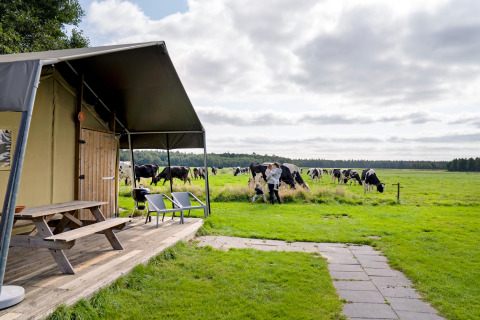 Vista de FarmCamps t Looveld en Drenthe, Países Bajos, con vacas pastando y familia junto a tienda.