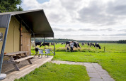 Udsigt over FarmCamps t Looveld i Drenthe med køer på mark og familie foran glamping telt.