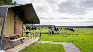 Uitzicht bij FarmCamps t Looveld in Drenthe met koeien in de wei en familie naast een safaritent.