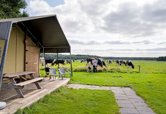 Udsigt over FarmCamps t Looveld i Drenthe med køer på mark og familie foran glamping telt.