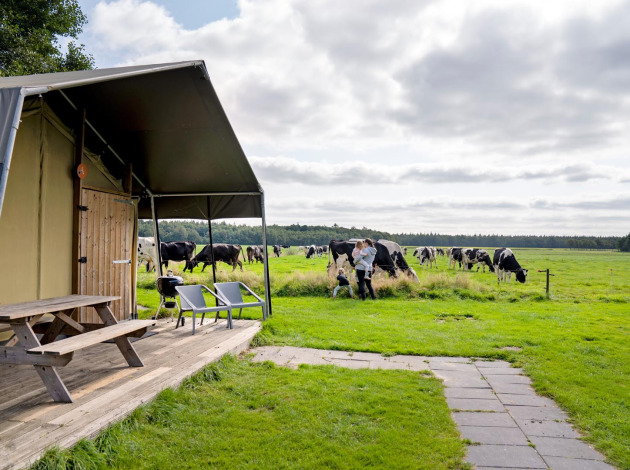Uitzicht bij FarmCamps t Looveld in Drenthe met koeien in de wei en familie naast een safaritent.
