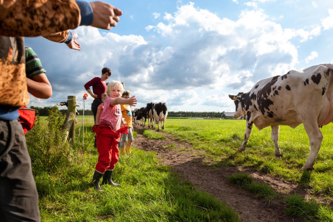 Niños y adultos saludan a vacas en un día soleado en FarmCamps t Looveld, parque vacacional en Drenthe, Países Bajos.