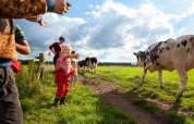 Bambini e adulti salutano le mucche in una giornata di sole a FarmCamps t Looveld, Drenthe, Paesi Bassi.
