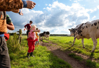 Kinder und Erwachsene begrüßen Kühe auf einem sonnigen Tag bei FarmCamps t Looveld in Drenthe, Niederlande.