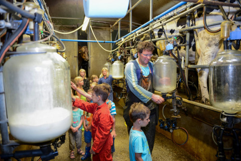 Kinderen en volwassenen beleven hoe koeien gemolken worden op FarmCamps 't Looveld in Drenthe, Nederland.