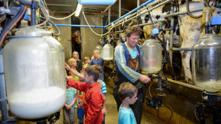 Niños y adultos observan el ordeño de vacas en FarmCamps 't Looveld, un parque vacacional en Drenthe, Países Bajos.