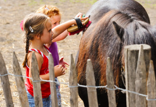 Due bambini spazzolano un pony nero in un recinto a FarmCamps t Looveld, parco vacanze a Drenthe, Paesi Bassi.