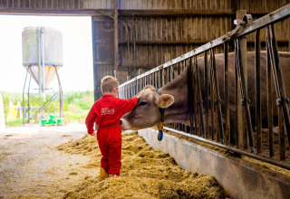 Lille dreng i rødt arbejdstøj klapper en ko i en stald på FarmCamps t Looveld, Drenthe, Holland.