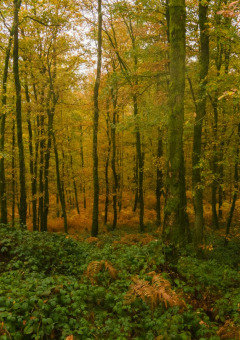 Bosque cerca de Signy-l'Abbaye, Grand Est, Francia, con vegetación densa y árboles en tonos otoñales.