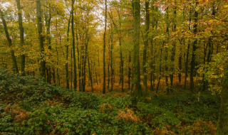 Bosque cerca de Signy-l'Abbaye, Grand Est, Francia, con vegetación densa y árboles en tonos otoñales.