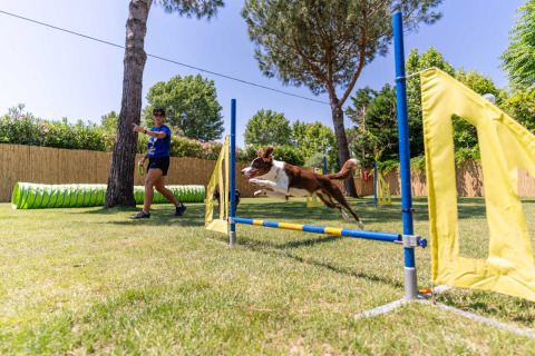 Dog jumping over agility obstacle with owner at Vigna sul Mar Family Camping Village, Emilia-Romagna.