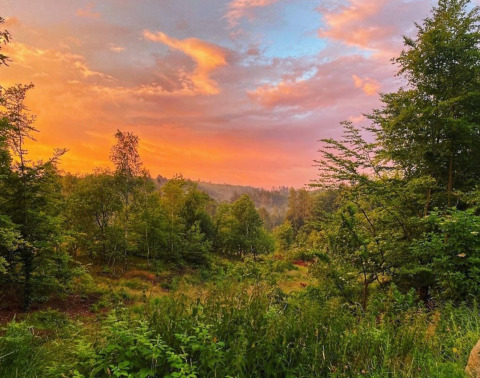Solnedgang over frodig skov ved Tolne Camping i Nordjylland, Danmark, med varme orange og blå himmeltoner.