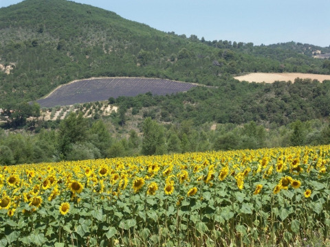 Campo di girasoli in fiore con colline, boschi e campi di lavanda in Provenza-Alpi-Costa Azzurra, Francia.