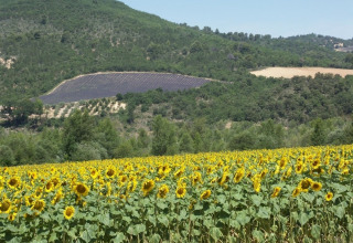 Udsigt over en blomstrende solsikkemark med bakker, skove og lavendelmarker i Provence-Alpes-Côte d’Azur, Frankrig.