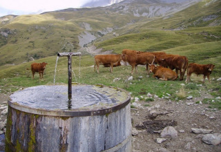 Køer græsser ved en gammel vandtrug i bjergrigt landskab i Provence-Alpes-Côte d’Azur, Frankrig.