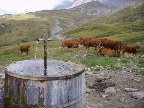 Køer græsser ved en gammel vandtrug i bjergrigt landskab i Provence-Alpes-Côte d’Azur, Frankrig.