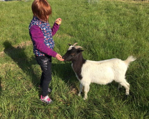 Un bambino dà da mangiare a una capra in un prato verde al Camping O2, parco vacanze in Normandia, Francia.