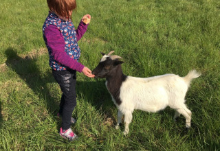 Un bambino dà da mangiare a una capra in un prato verde al Camping O2, parco vacanze in Normandia, Francia.