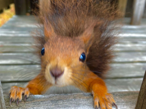 Una ardilla curiosa se acerca a la cámara en un banco de madera en Camping Yttermalungs, Dalarna, Suecia.