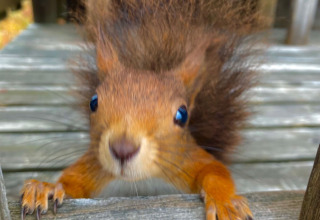 A curious squirrel approaches the camera on a wooden bench at Camping Yttermalungs, Dalarna, Sweden.