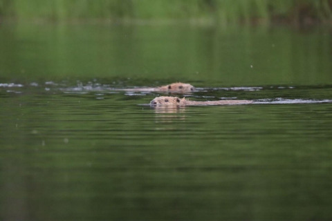Two otters swimming in a calm lake at Camping Yttermalungs holiday park in Dalarna, Sweden.