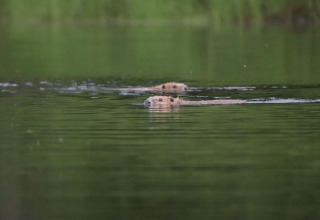 Two otters swimming in a calm lake at Camping Yttermalungs holiday park in Dalarna, Sweden.