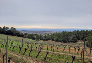 Viñedos en Domaine La Sauzette, un parque vacacional en Occitanie, Francia, con colinas y árboles verdes.