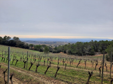Vignes du Domaine La Sauzette, parc de vacances en Occitanie, France, avec collines et arbres verdoyants.