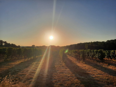 Sunset over vineyards at Domaine La Sauzette holiday park in Occitanie, France, with rows of grapevines.