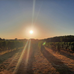 Atardecer sobre los viñedos de Domaine La Sauzette, parque vacacional en Occitania, Francia, con hileras de uvas.