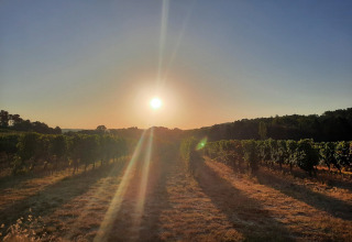 Solnedgang over vinmarker på Domaine La Sauzette, feriepark i Occitanie, Frankrig, med rækker af vinstokke.