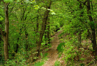 Forest path at Camping la Roche holiday park in Belgian Limburg, Belgium, surrounded by lush spring greenery.