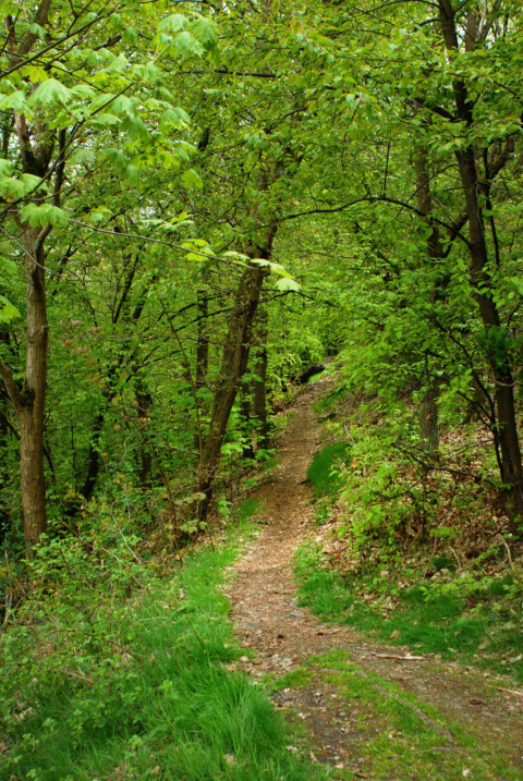 Sentiero nel bosco al Camping la Roche, parco vacanze nel Limburgo belga, Belgio, tra la vegetazione.